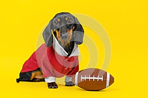 Dog puppy dachshund in uniform sits next to ball for rugby, american football