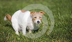 Dog puppy doing his toilet, pet excrement