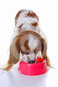 Dog puppy eating. Dog food photo illustration on white background. Cavalier king charles photos.