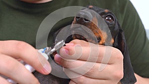 Dog puppy froze in fear in hand of owner, endures clipping of claws trimming cut