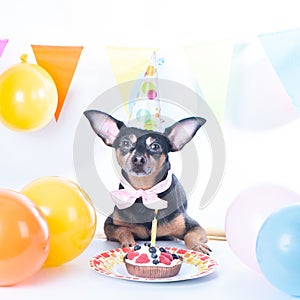 Dog, puppy with happy birthday cake ,a party hat. Birthday card, square