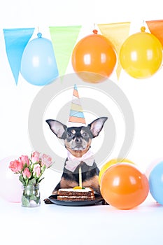 Dog, puppy with happy birthday cake ,a party hat. Birthday card, vertical