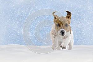 Dog, puppy, jack russel terrier playing in the snow