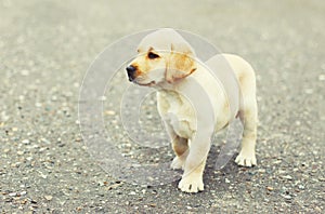 dog puppy Labrador Retriever on the street pavement