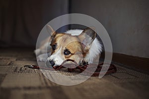 Corgi dog puppy lies on the floor in a house near with leash and profoundly sad looks at owner in anticipation walk