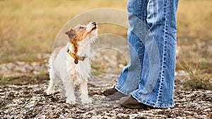 Dog puppy looking at her trainer owner, pet obedience training