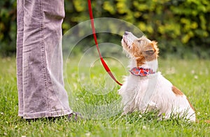 Dog puppy looking to trainer on a leash, pet obedience training