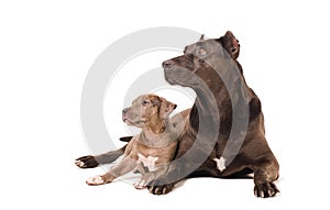 Dog and puppy pitbulls