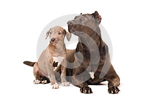 Dog and puppy pitbulls