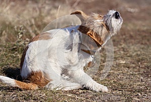 Dog puppy scratching in the grass