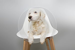 Dog puppy sitting  on white scandinavian chair style against gray background, with blue eyes