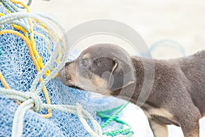 Dog-puppy snooping at a fishing net