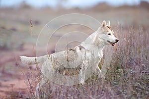 Dog puppy walks in spring or autumn in fields and grasses