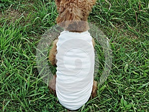 Dog puppy white t-shirt mock up brown poodle model