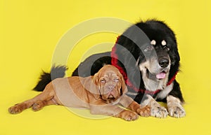 Dog and puppy on yellow background.