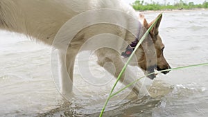 dog in purple collar walking and drinking from river, summer heat