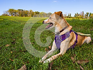 Dog in Purple Harness Laying in Green Grass Lawn photo