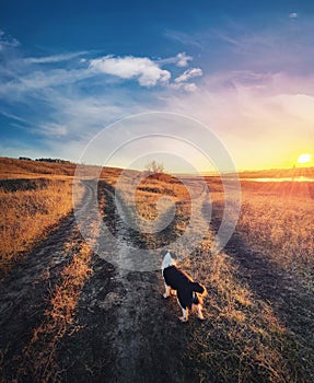 A dog purpose, vertical shot. Doubtful pup in front of a split country road, autumn sunset scene. Pet afterlife, crossroad concept