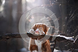 The dog put his paws on the stick. Nice little face.