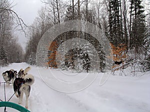 Dog in Quebec. Canada, north America. photo