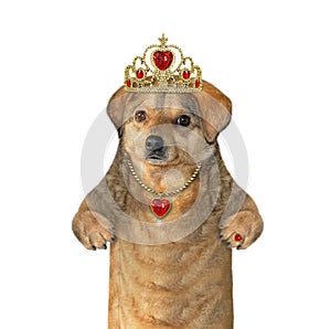 Dog queen in crown