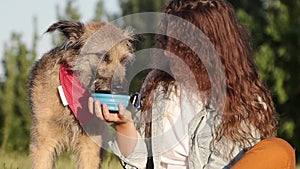 Dog is quenching thirst on a hot summer day.