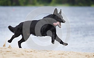 Dog quickly runs along the beach