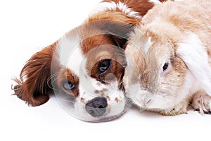 Dog and rabbit together. Animal friends. Sibling rivalry rabbit bunny pet white fox rex satin real live lop widder nhd