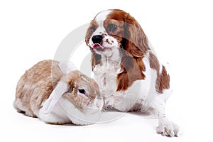 Dog and rabbit together. Animal friends. Sibling rivalry rabbit bunny pet white fox rex satin real live lop widder nhd