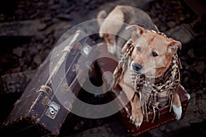 Dog on rails with suitcases.