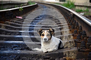 The dog on the railway