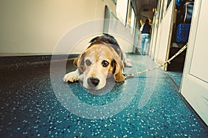 Dog In Railway Carriage