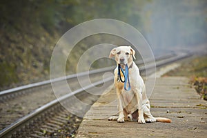 Dog on the railway platform