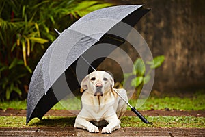 Il cane la pioggia 
