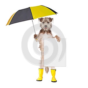 Dog With Rain Umbrella and Sign