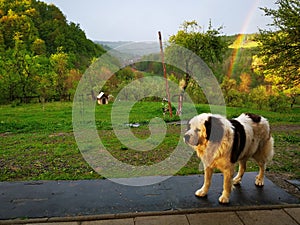 Dog and rainbow after rain in the background