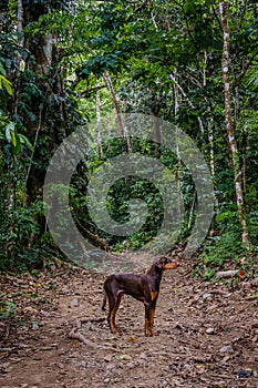 Dog in rainforest, dog in jungle , dog in forest landscape