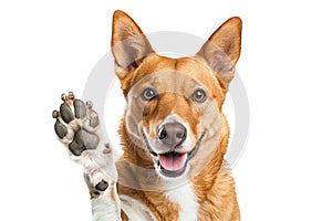 Dog with raised high paw showing high five gesture