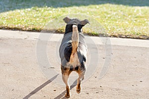Dog with raised tail. back of the dog with a visible rump