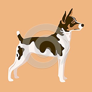 Dog rat terrier Vector style Flat