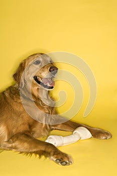 Dog with rawhide bone. photo