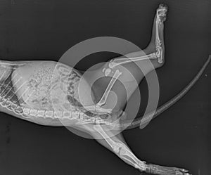 Dog X Ray Distal Femoral Fracture. Puppy Radiograph