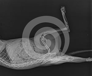 Dog X Ray Distal Femoral Fracture. Puppy Radiograph