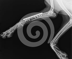 Dog X Ray. Radius and Ulna Fracture Repair with Plate and Screw in Dog