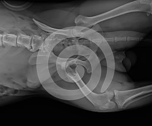 Dog X Ray Showing Hip Luxation Right Leg. Ventral View