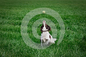 Dog reaches for tennis ball to catch