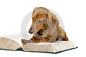 Dog Read Book, Animal School Education, Reading on White