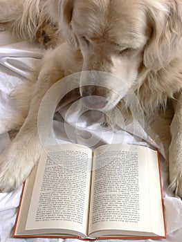 El perro lectura un libro 