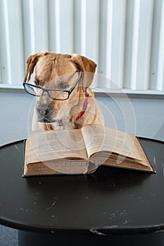 Dog reading book with eyeglasses. Professor behind the book