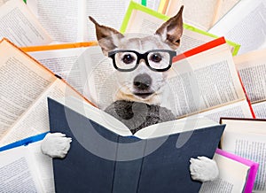 Dog reading books